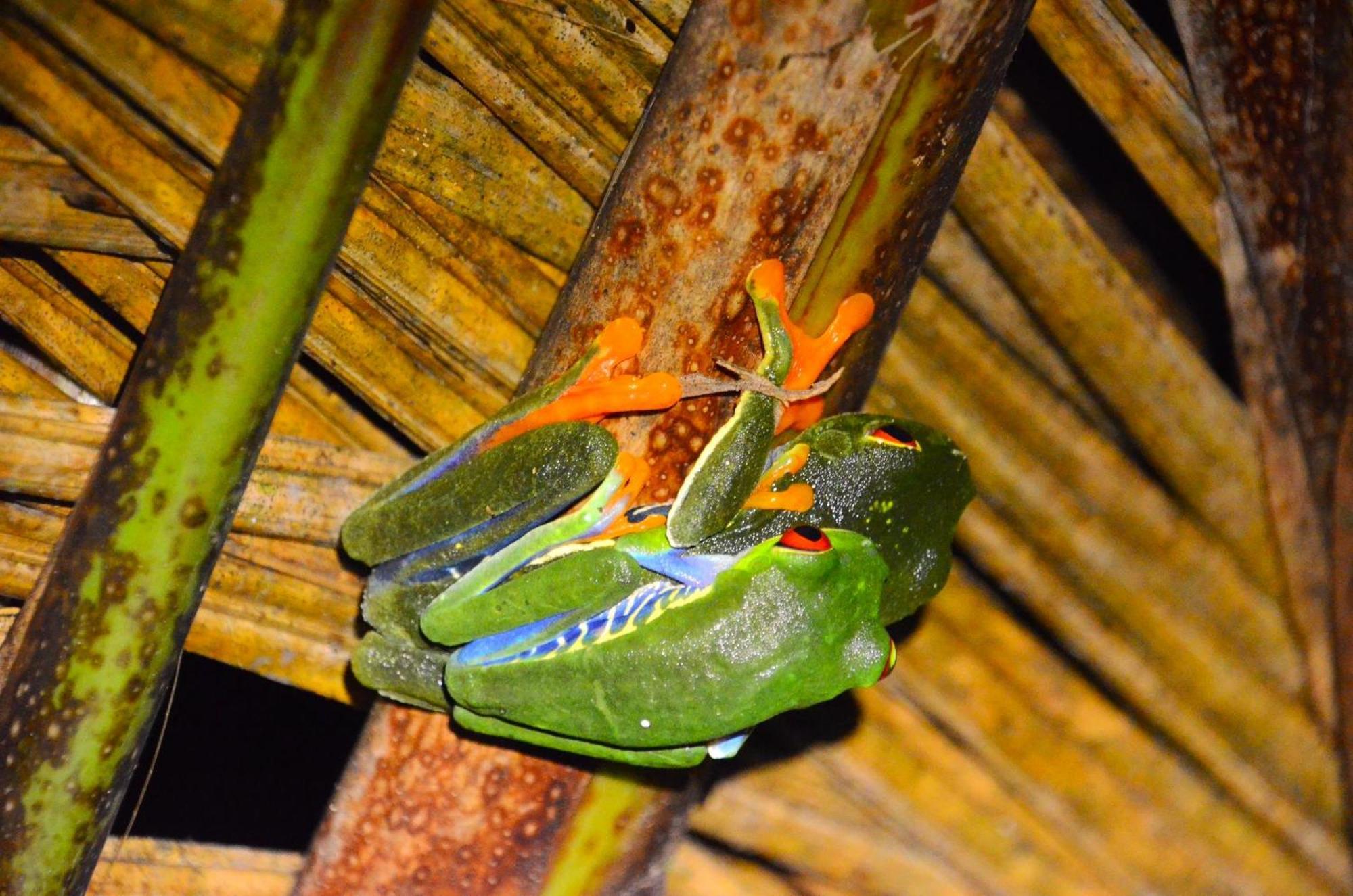 Chalets Silencio Del Bosque La Fortuna Exteriör bild